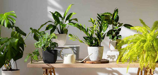 Indoor Plants in India 