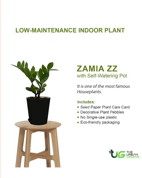 Zamia ZZ Plant