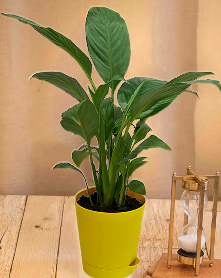 Peace Lily (Spathiphyllum) Plant