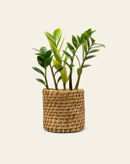 Peace lily and Zamia in cane Basket