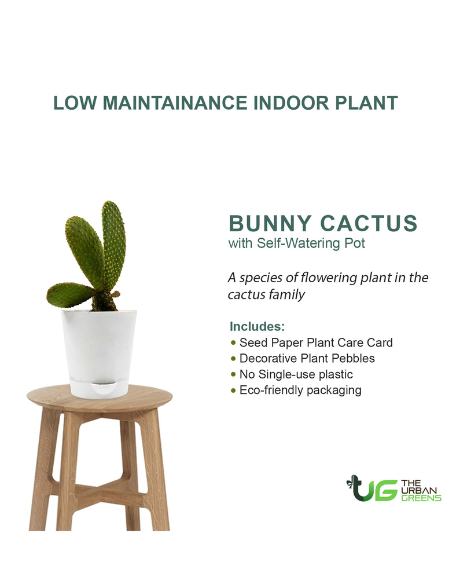 Bunny Cactus