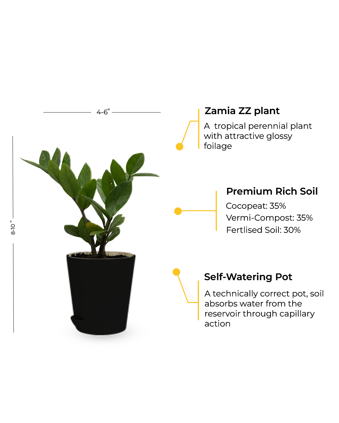 Zamia ZZ Plant