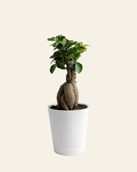 Ficus compacta bonsai