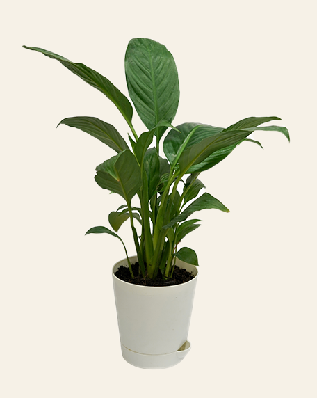 Peace Lily (Spathiphyllum) Plant