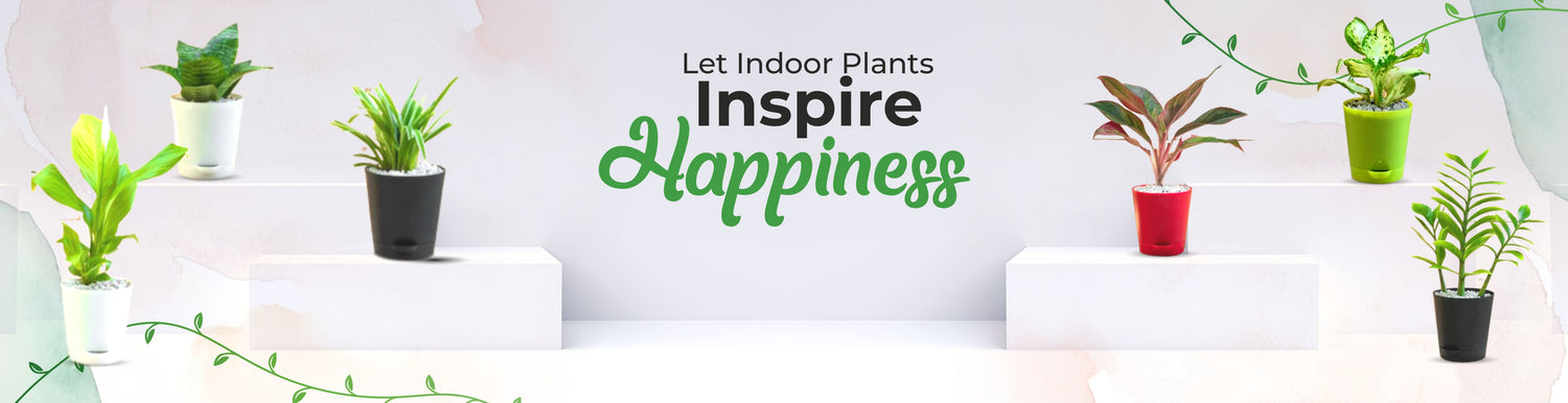 Shop Indoor plants online