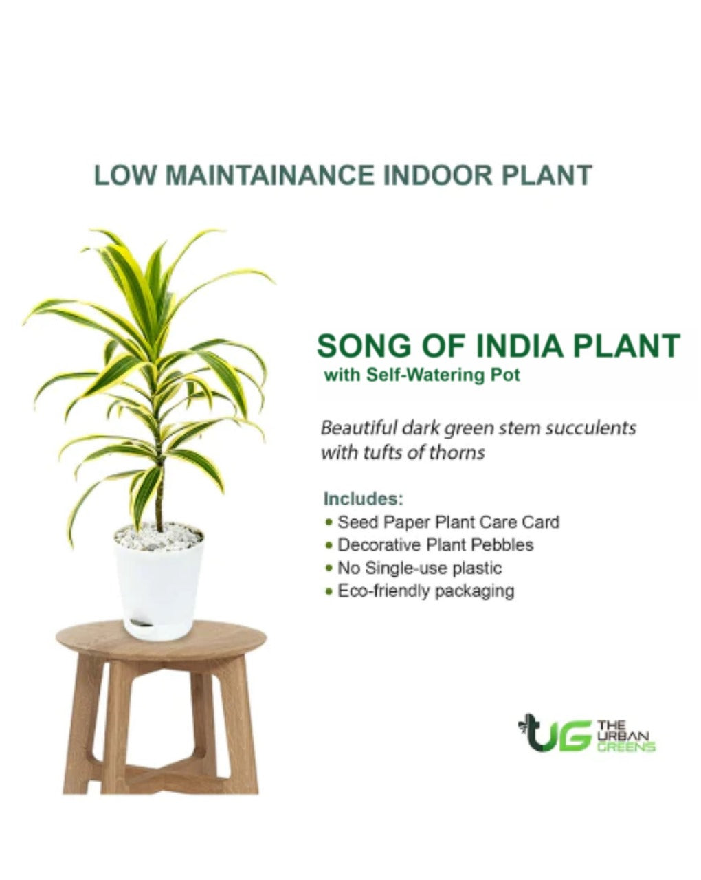 Song of India Plant