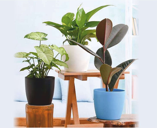 Buy Interior decor plants