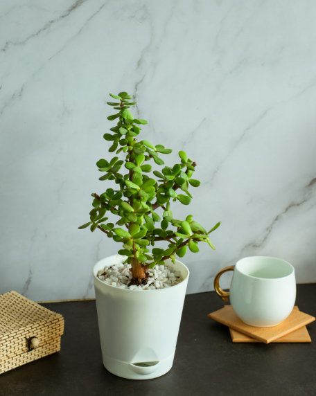 Golden Money Plant and Jade Plant