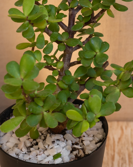 Jade and Golden Money Plant in Cane basket
