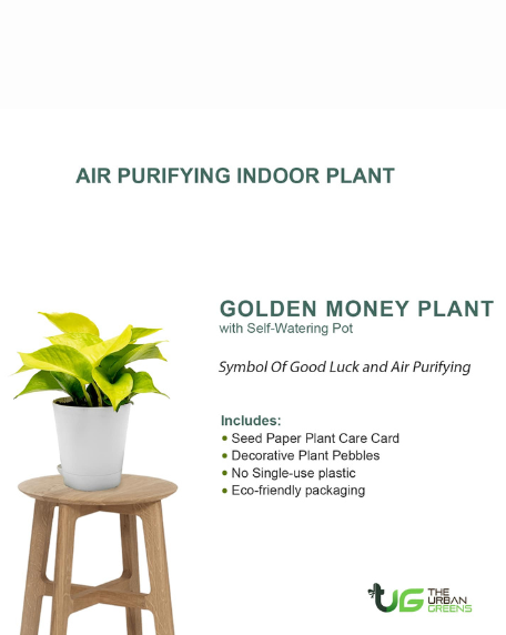 Golden Money Plant