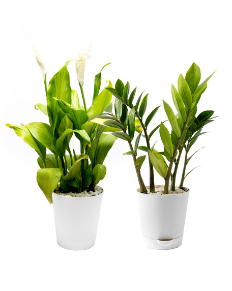 Set of 2 Plants