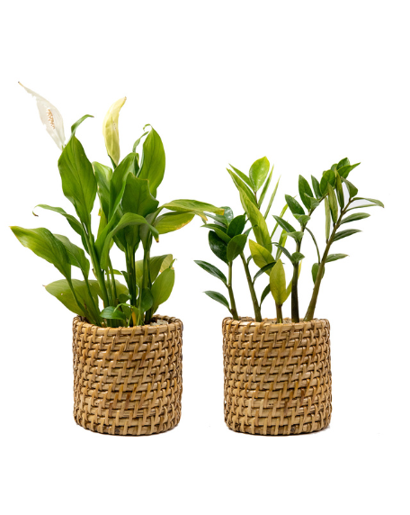 Peace lily and Zamia in cane Basket