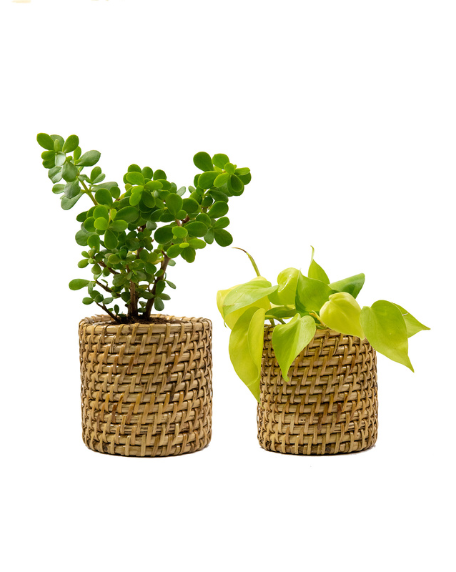 Jade and Golden Money Plant in Cane basket