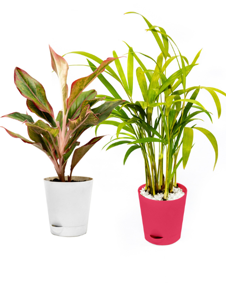 Set of 2 Plants