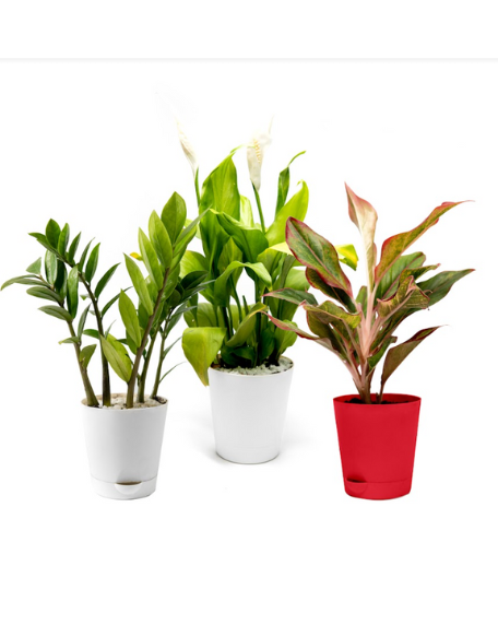 Set of 3 Plants
