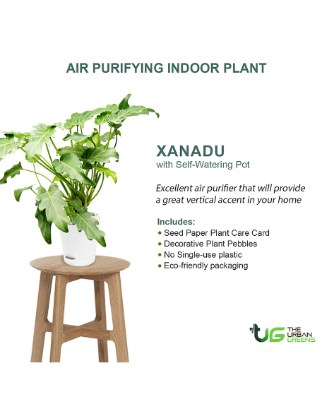 Xanadu Plant