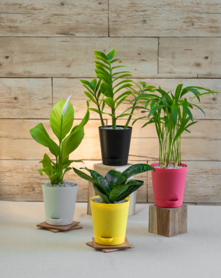 Set of 4 Plants