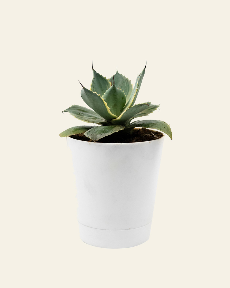 Agave indoor plant