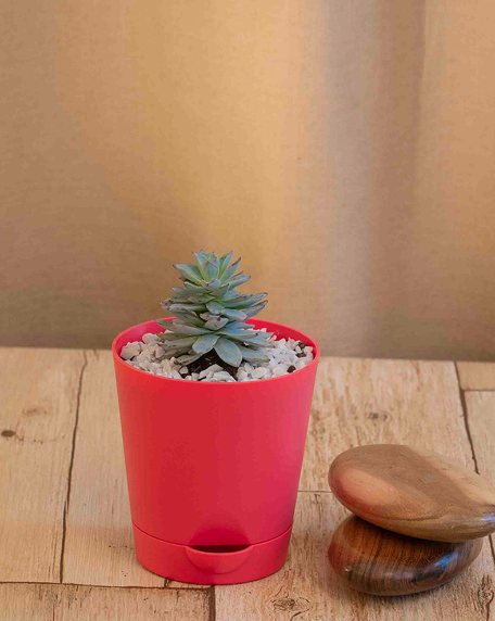 Agave plant with red pot